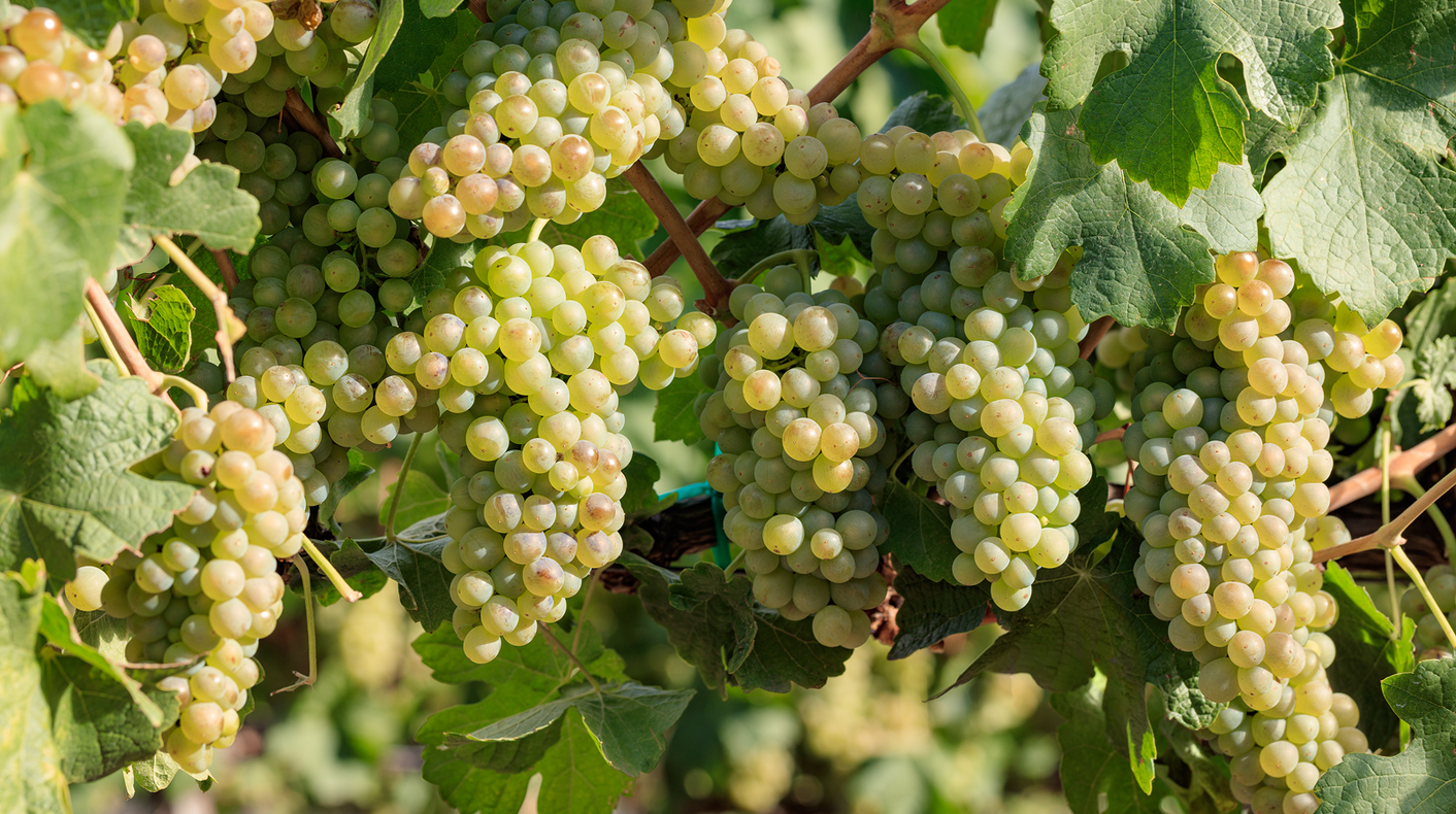 Chenin Blanc Collection: Why Isn't Everyone Drinking This?