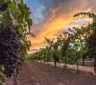 Picking Grapes: More on our Syrah and Shiraz Collection