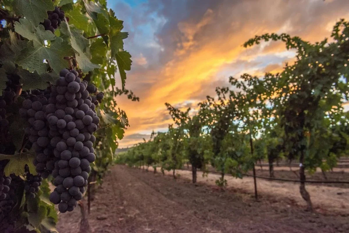 Picking Grapes: More on our Syrah and Shiraz Collection