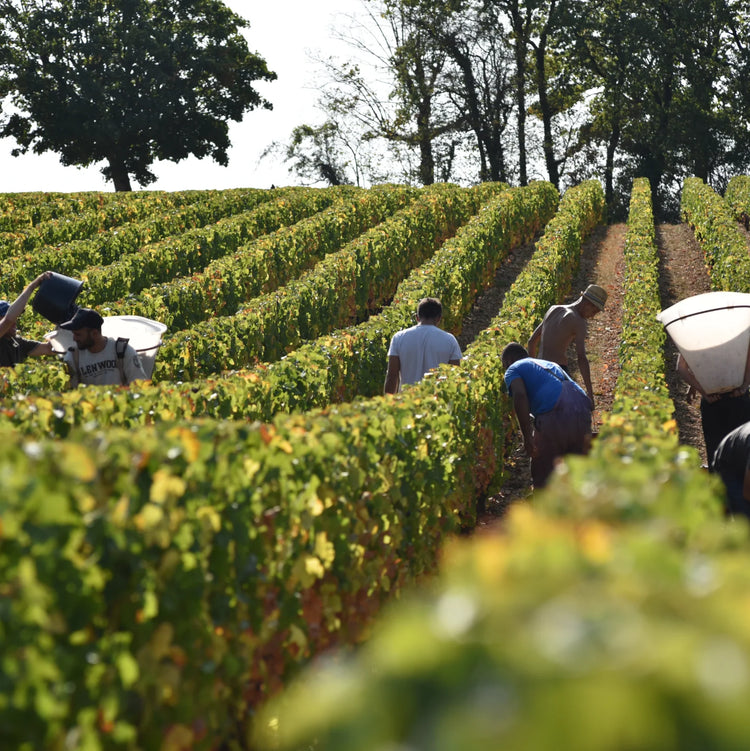 Domaine François Crochet