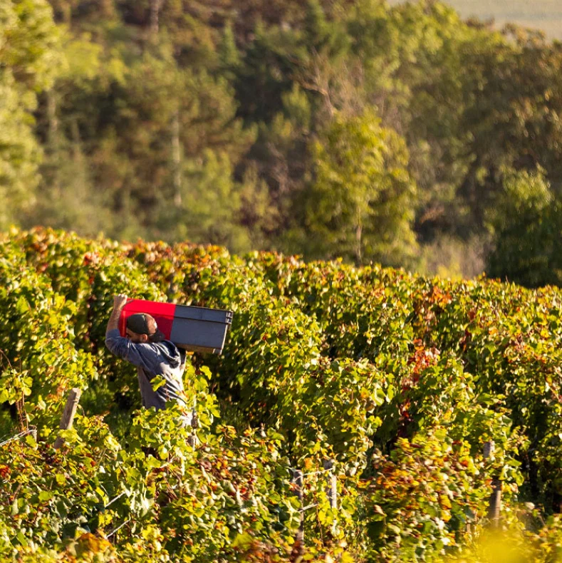 Domaine Henri Gouges