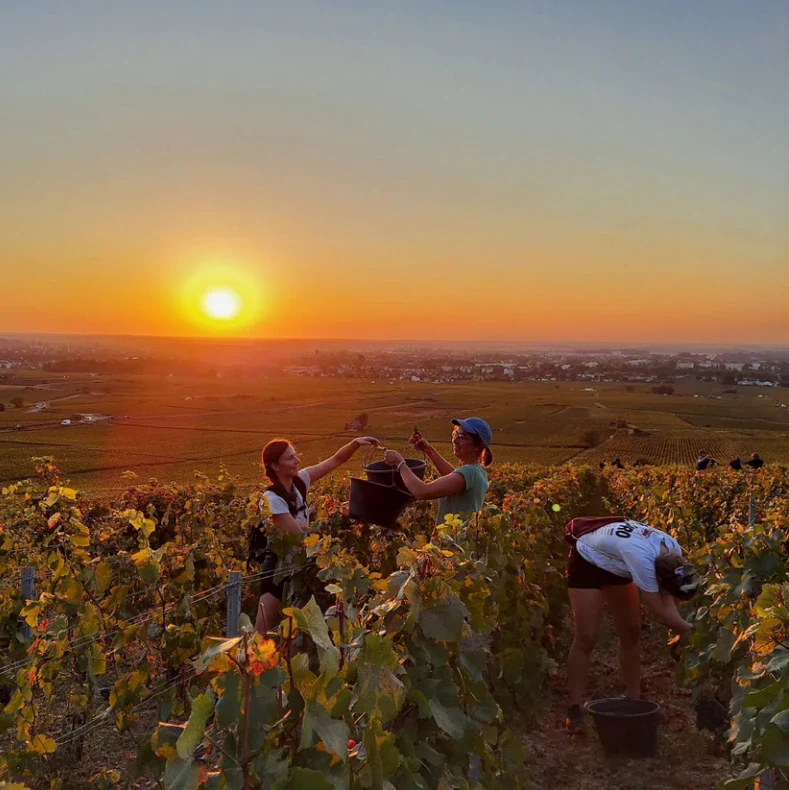 Domaine Michel Lafarge