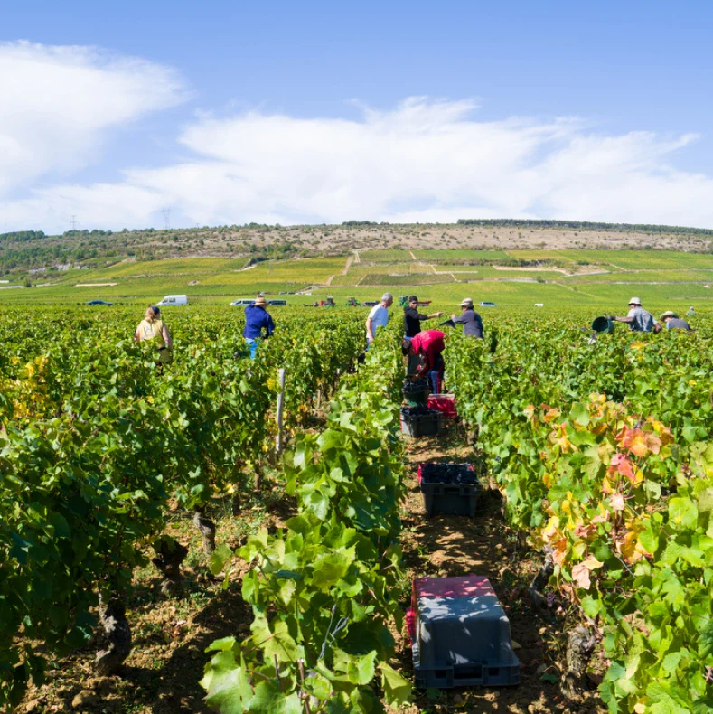 Domaine Robert Chevillon