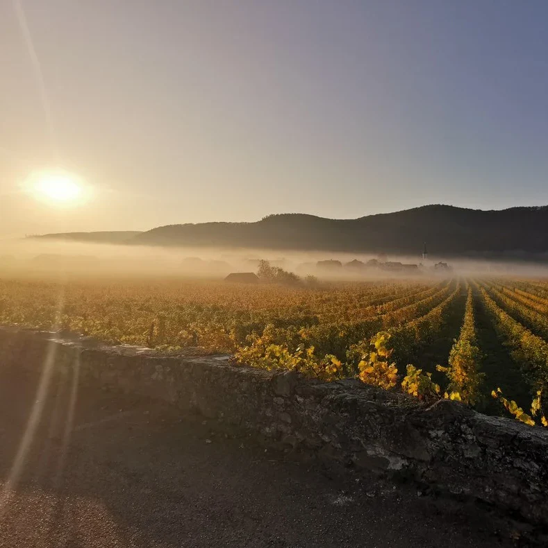 Weingut Knoll